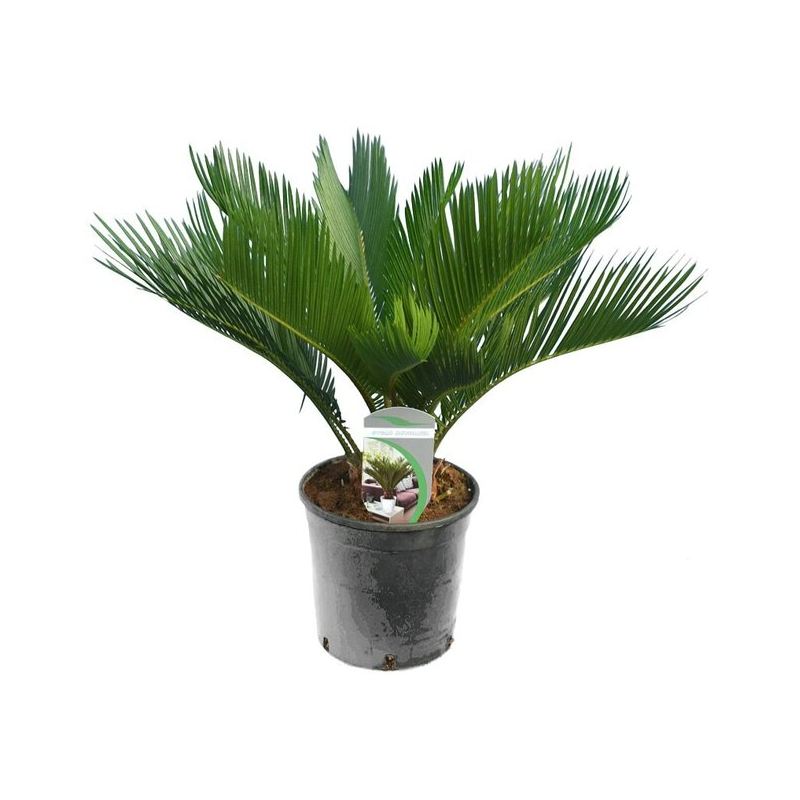 Cycas revoluta - hauteur totale 50-60 cm - pot Ø 14 cm