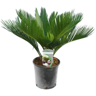 Cycas revoluta - hauteur totale 50-60 cm - pot Ø 14 cm