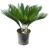 Cycas revoluta - hauteur totale 50-60 cm - pot Ø 14 cm