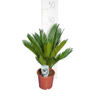 Cycas revoluta - hauteur totale 50-60 cm - pot Ø 14 cm