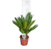 Cycas revoluta - hauteur totale 50-60 cm - pot Ø 14 cm