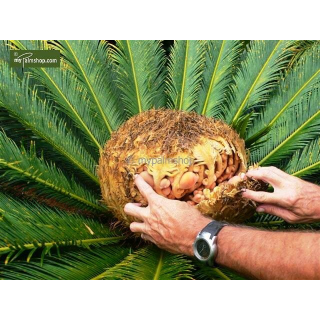 Cycas revoluta - hauteur totale 50-60 cm - pot Ø 14 cm