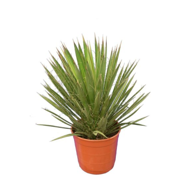 Yucca filifera - hauteur totale 50-70 cm - pot Ø 23 cm