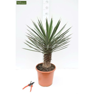 Yucca filifera - hauteur totale 50-70 cm - pot Ø 23 cm