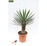 Yucca filifera - hauteur totale 50-70 cm - pot Ø 23 cm