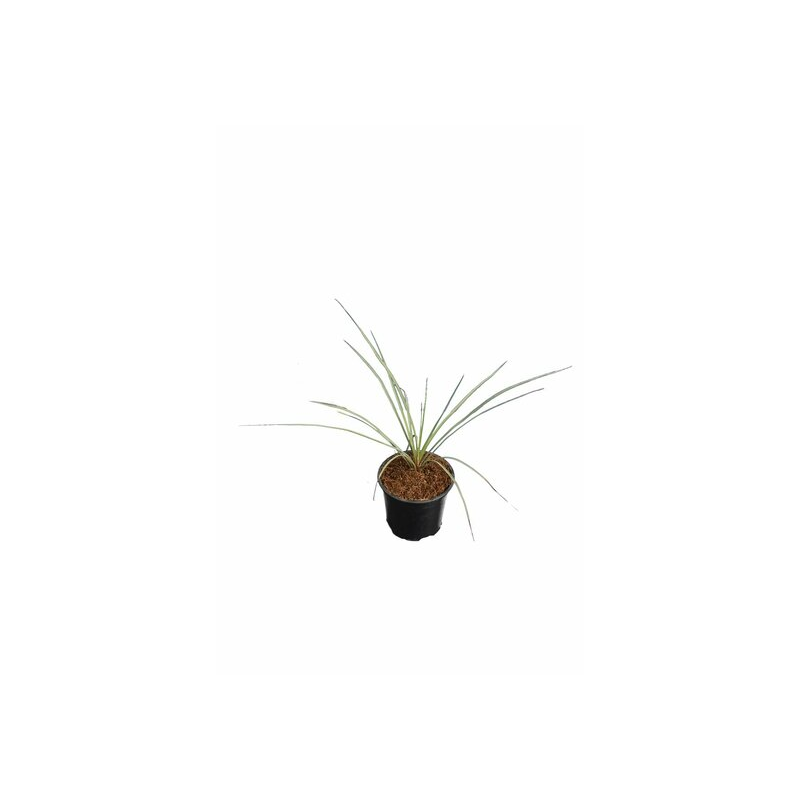 Yucca rostrata - hauteur totale 30-40 cm - pot Ø 13 cm