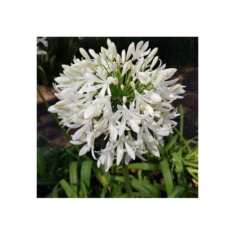 Agapanthus africanus White - pot Ø 24 cm