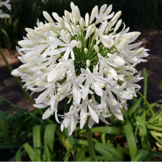 Agapanthus africanus White - pot Ø 24 cm