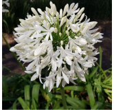 Agapanthus africanus White - pot Ø 24 cm