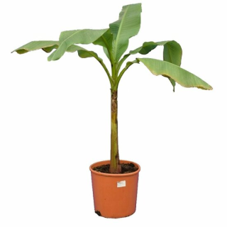 Musa basjoo fat trunk - pot Ø 26 cm