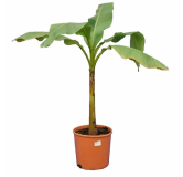 Musa basjoo fat trunk - pot Ø 26 cm