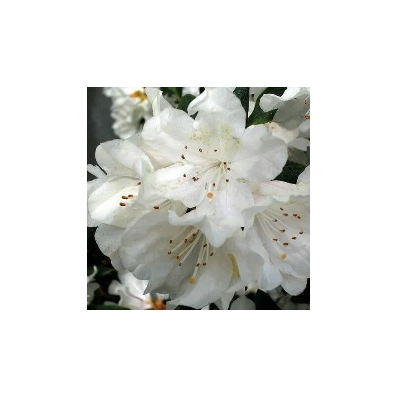 Rhododendron Cunningham's White - hauteur totale 50-60 - pot 5 ltr