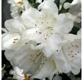 Rhododendron Cunningham's White - hauteur totale 50-60 - pot 5 ltr