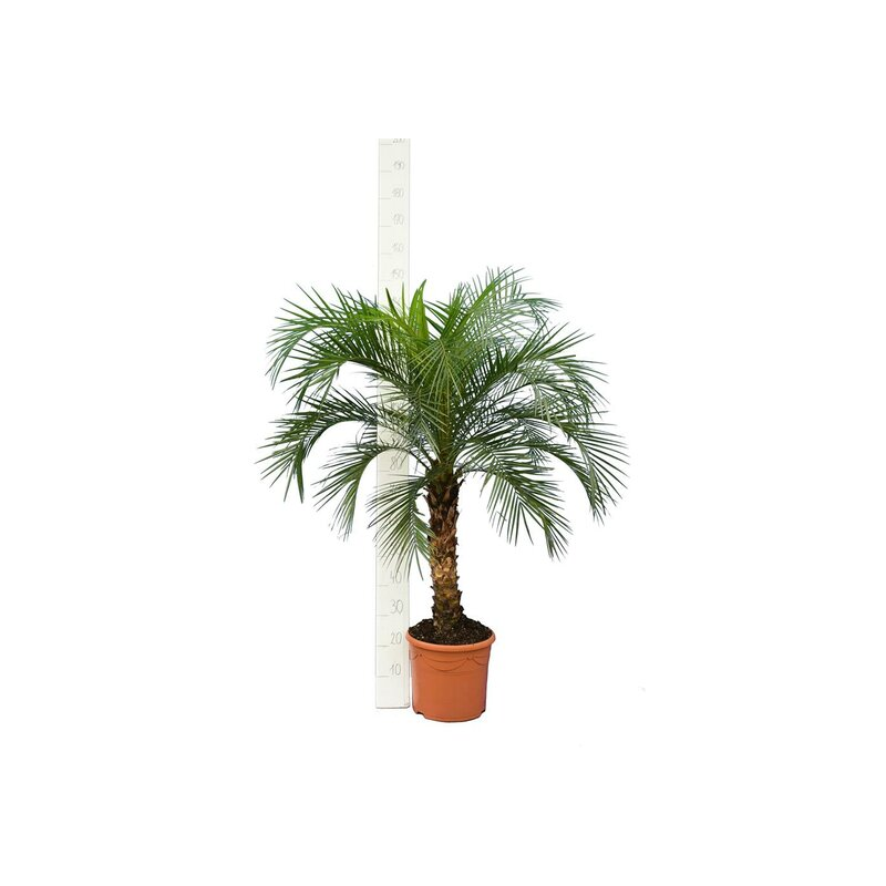 Phoenix roebelenii - tronc 60-80 cm - hauteur totale 140-180 cm - pot Ø 35 cm