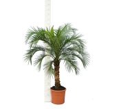 Phoenix roebelenii - tronc 60-80 cm - hauteur totale 140-180 cm - pot Ø 35 cm