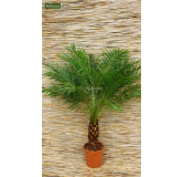 Phoenix roebelenii - tronc 60-80 cm - hauteur totale 140-180 cm - pot Ø 35 cm