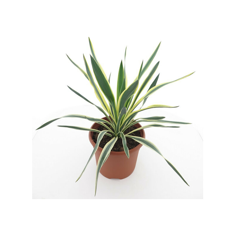 Yucca gloriosa Variegata - Hauteur totale 60-70 cm - pot Ø 26 cm