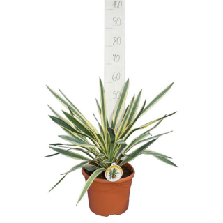 Yucca gloriosa Variegata - Hauteur totale 60-70 cm - pot Ø 26 cm