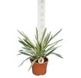 Yucca gloriosa Variegata - Hauteur totale 60-70 cm - pot Ø 26 cm