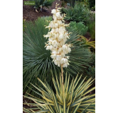 Yucca gloriosa Variegata - Hauteur totale 60-70 cm - pot Ø 26 cm