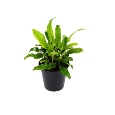 Asplenium scolopendrium - pot 0.7 ltr