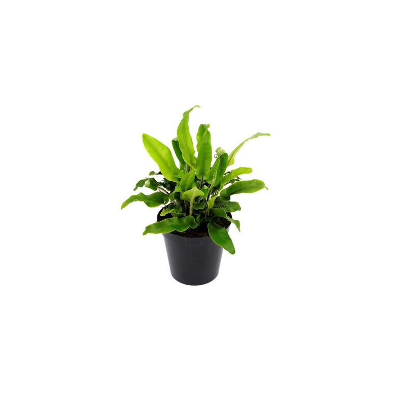 Asplenium scolopendrium - pot 0.7 ltr