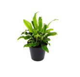 Asplenium scolopendrium - pot 0.7 ltr