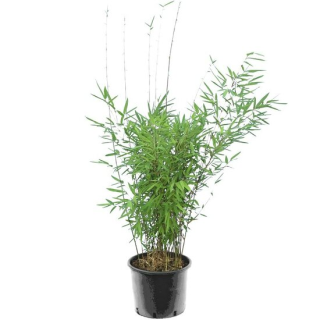 Fargesia nitida Black Pearl - pot 10 ltr