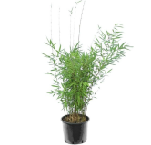 Fargesia nitida Black Pearl - pot 10 ltr