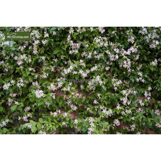 Trachelospermum jasminoides - pot Ø 22 cm