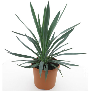 Yucca gloriosa - hauteur totale 60-80 cm - pot Ø 26 cm