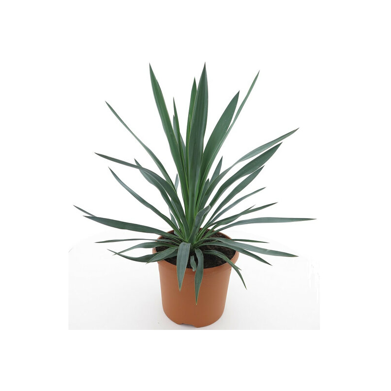 Yucca gloriosa - hauteur totale 60-80 cm - pot Ø 26 cm