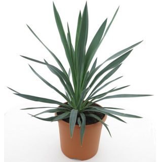 Yucca gloriosa - hauteur totale 60-80 cm - pot Ø 26 cm