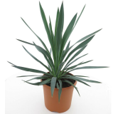 Yucca gloriosa - hauteur totale 60-80 cm - pot Ø 26 cm