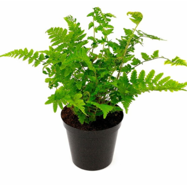 Dryopteris filix-mas - pot 1.7 ltr