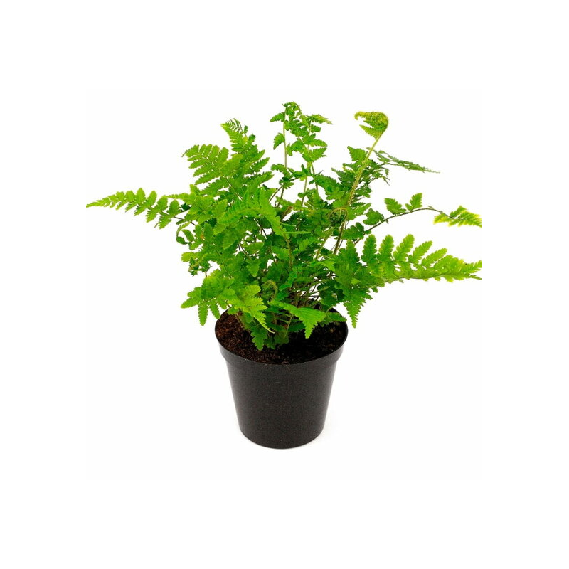 Dryopteris filix-mas - pot 1.7 ltr