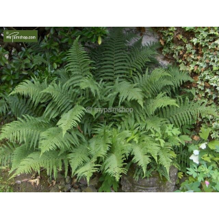 Dryopteris filix-mas - pot 1.7 ltr