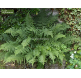 Dryopteris filix-mas - pot 1.7 ltr