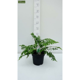 Dryopteris filix-mas - pot 1.7 ltr