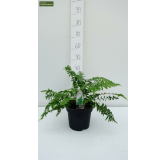 Dryopteris filix-mas - pot 1.7 ltr