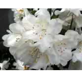 Rhododendron Cunningham's White - hauteur totale 50-60 - pot 5 ltr