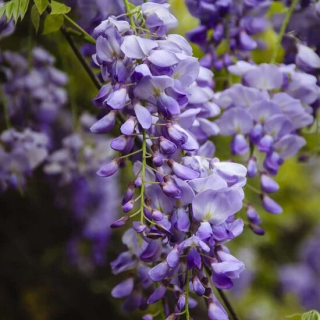 Wisteria sinensis Hauteur totale 160+ cm - 3 ltr pot