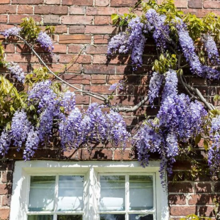 Wisteria sinensis Hauteur totale 160+ cm - 3 ltr pot