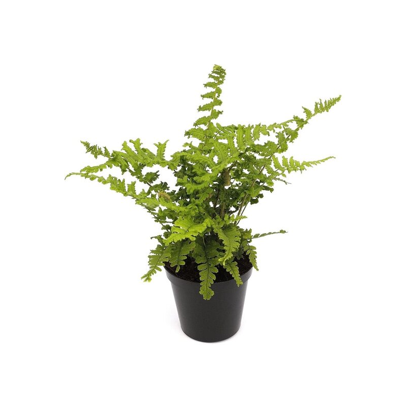 Dryopteris affinis Cristata the King - pot 1,7 ltr