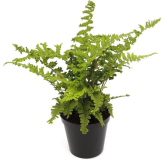 Dryopteris affinis Cristata the King - pot 1,7 ltr