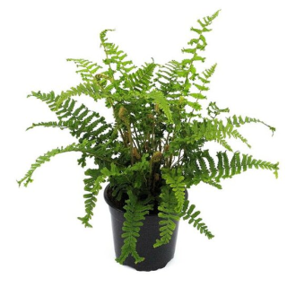 Dryopteris affinis Cristata the King - pot 1,7 ltr