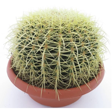 Echinocactus grusonii - pot Ø 25 cm