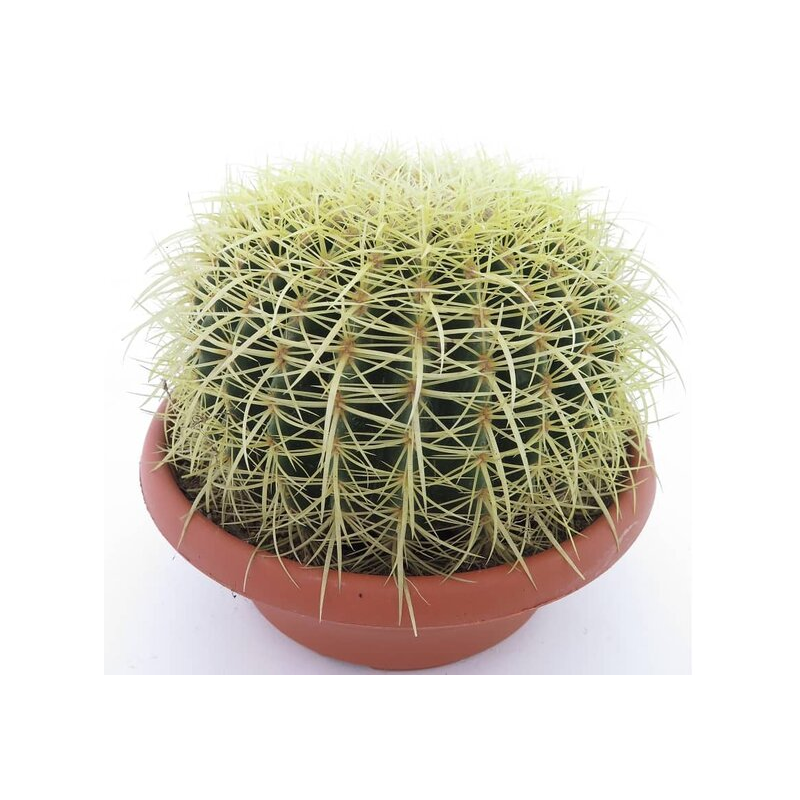 Echinocactus grusonii - pot Ø 25 cm