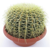 Echinocactus grusonii - pot Ø 25 cm