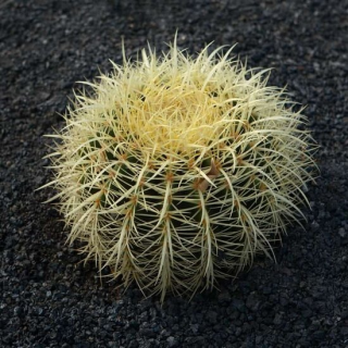 Echinocactus grusonii - pot Ø 25 cm